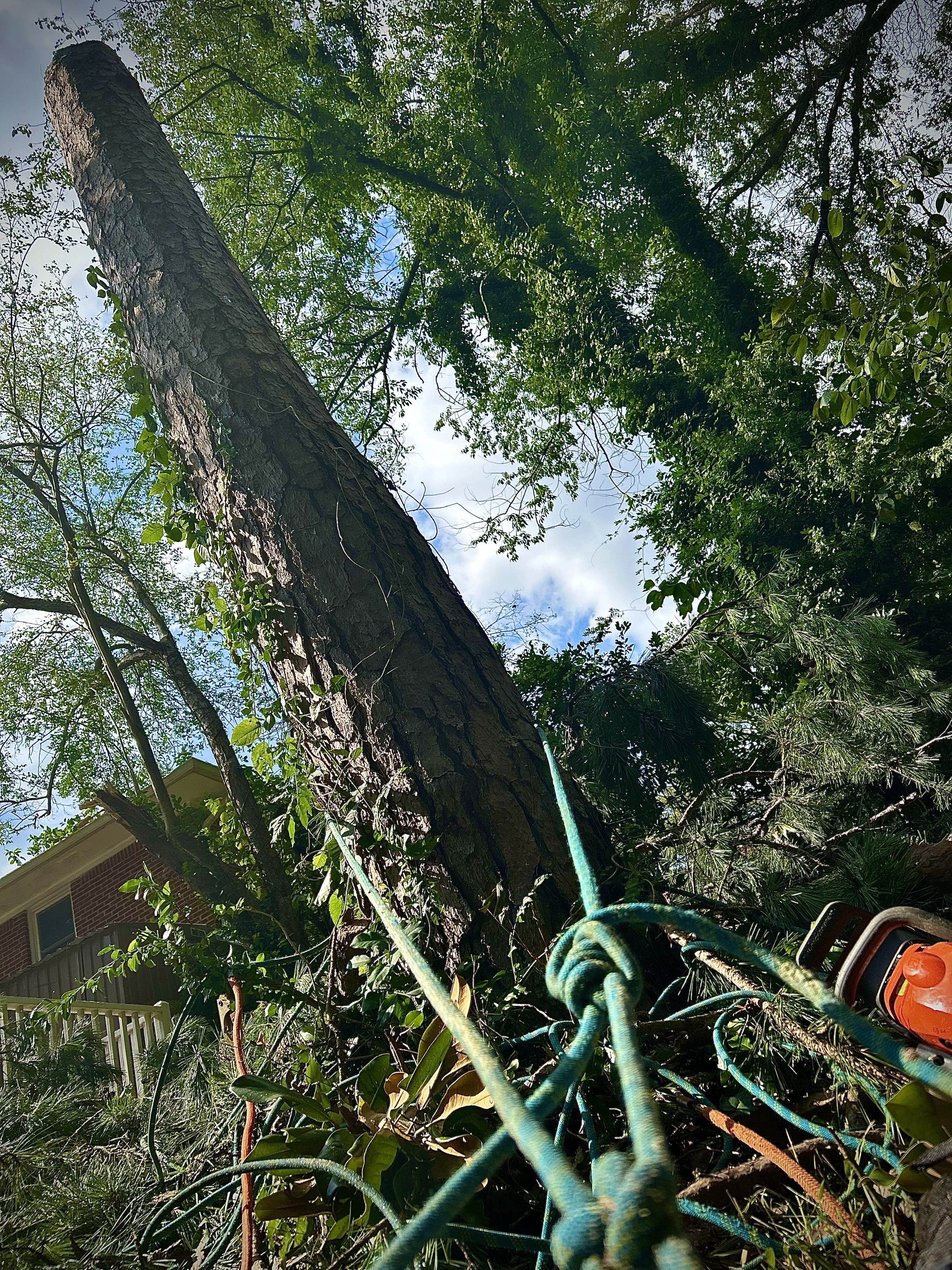 Clay Tree Service Work